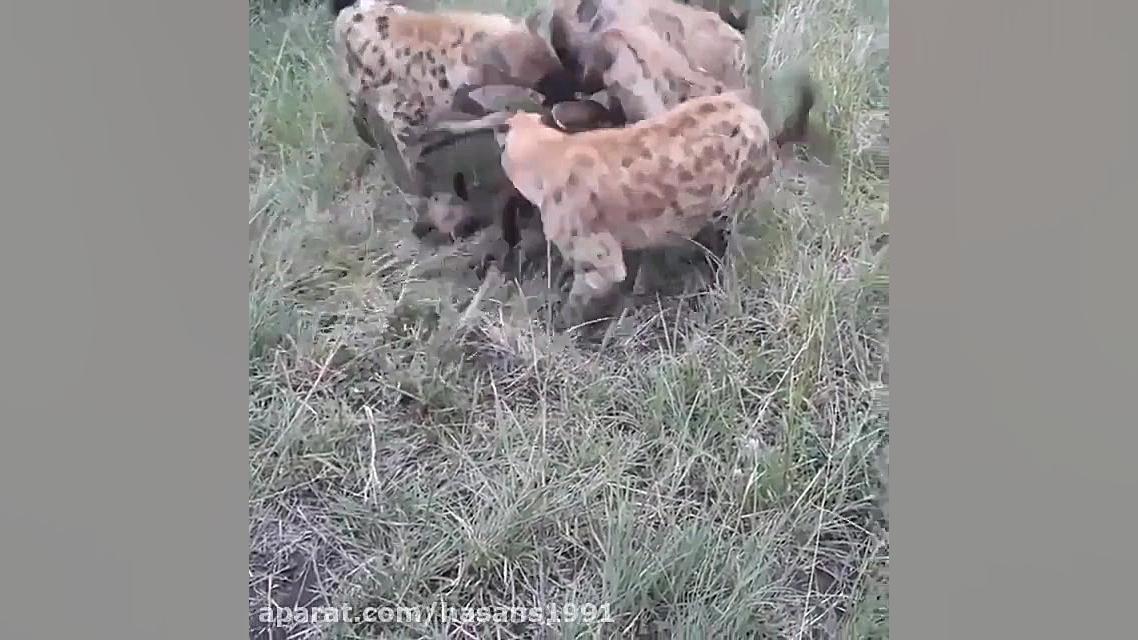 koshtane gosale tavasote gale...