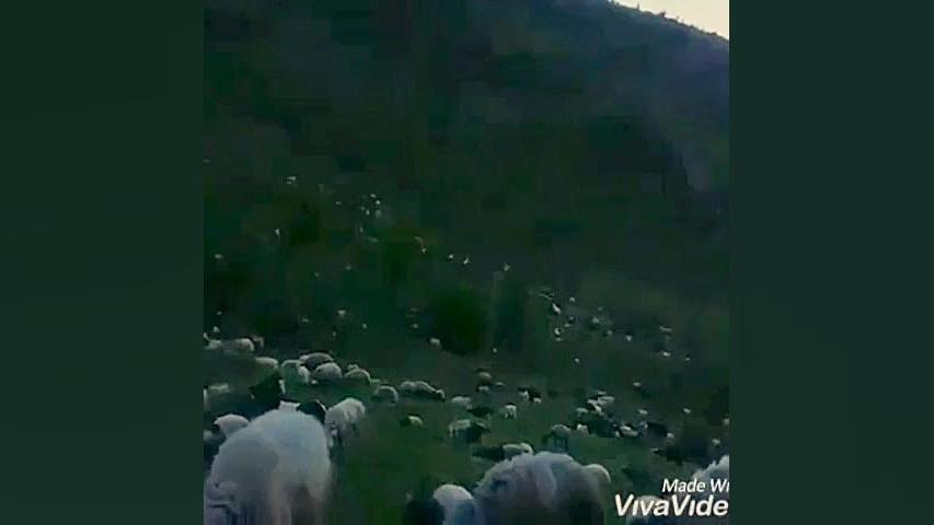 قشقایی هوشنگ طاهری دره شوری
