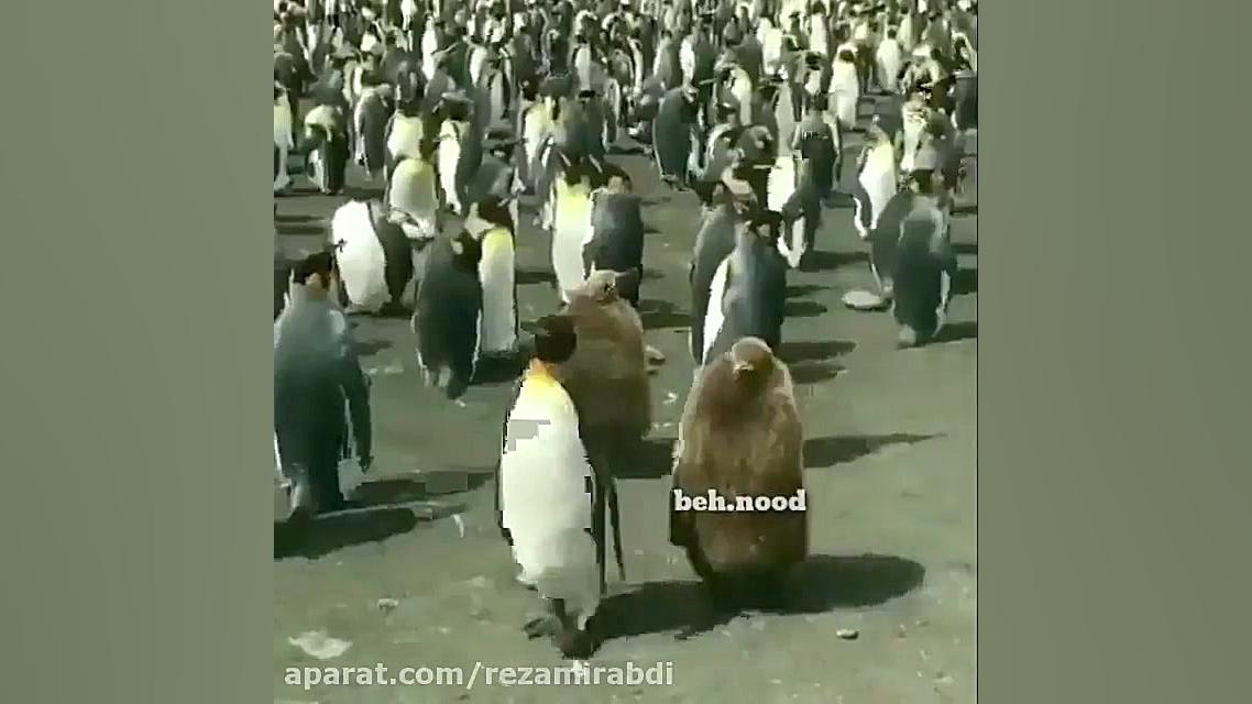 طنز سعید کرونا گرفته