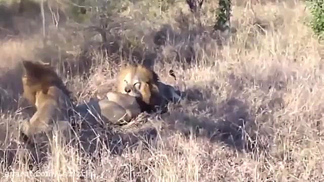 نبرد شیرها (فرشید اکبری)