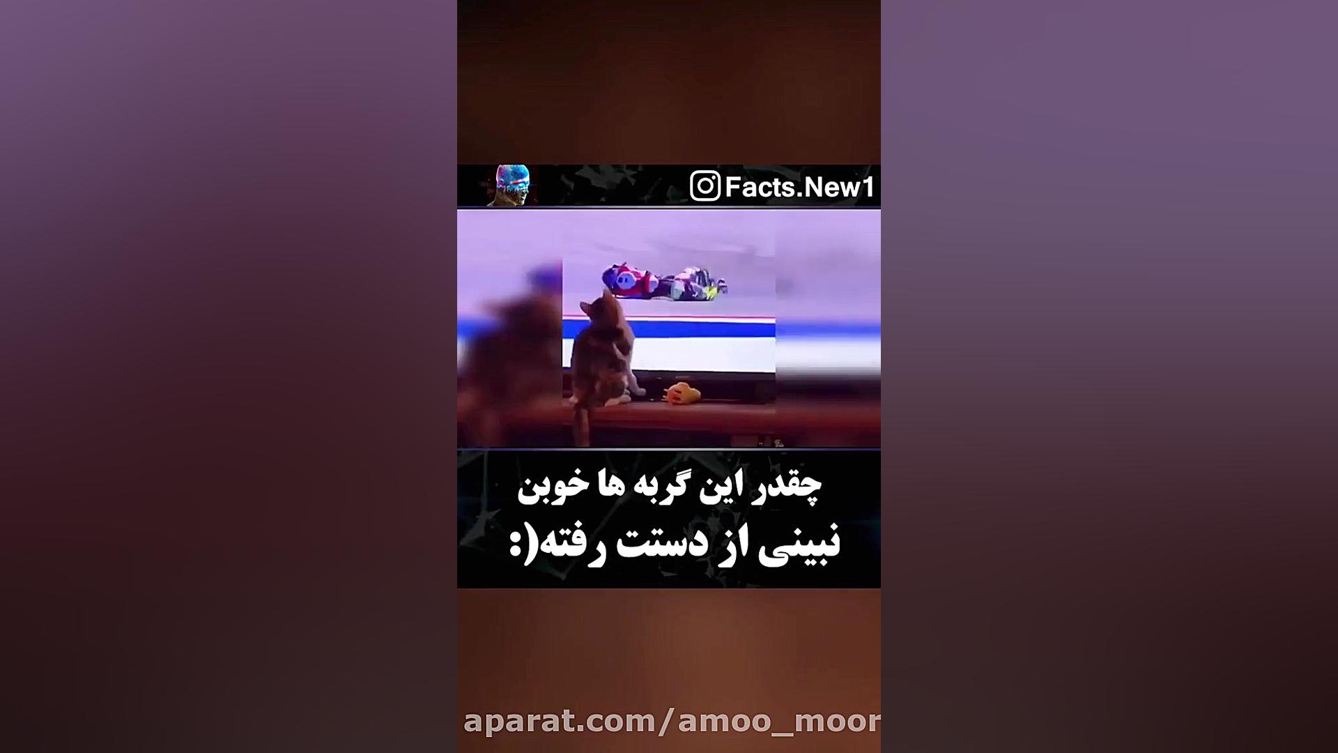 چقدر این گربه ها خوبن