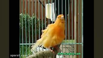 آواز بسیار زیبا و دلنشین با صد...