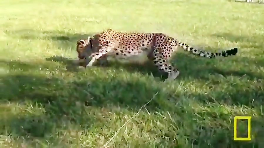 حیات وحش چیتا ها