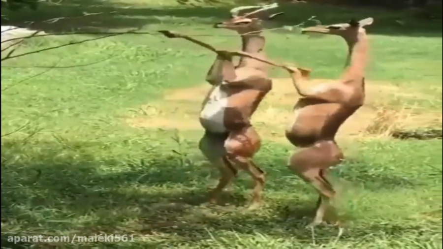 تا مرز حیات وحش