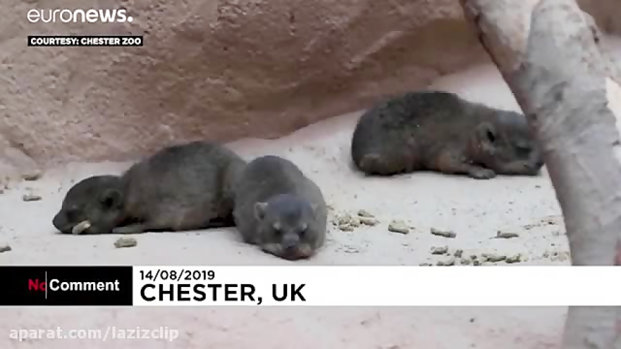 تولد سه قلوهای خرگوش کوهی صخره...