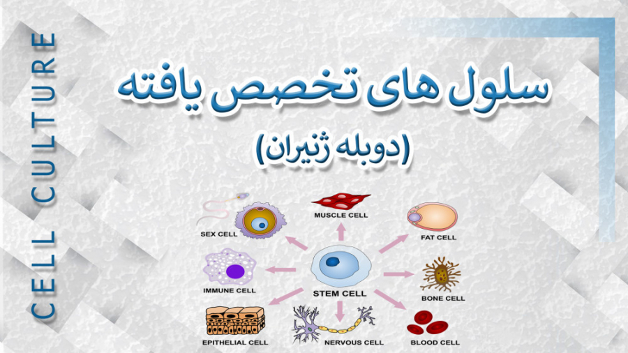 سلول های تخصص یافته  دوبله ژنی...