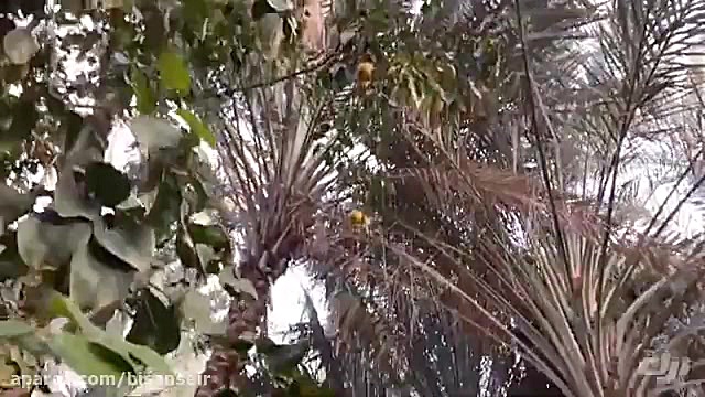 واحه‌ی العین Al Ain Oasis