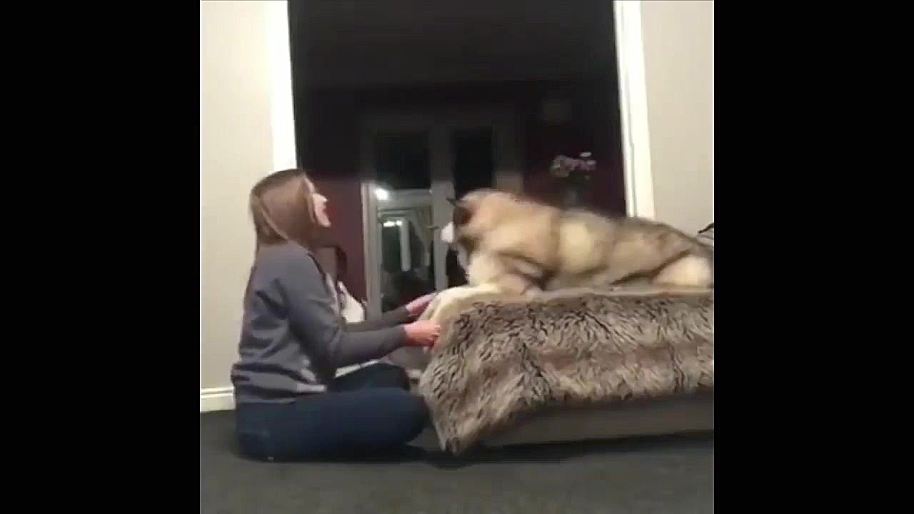 بچه حیوانات سوپر بامزه و خنده...