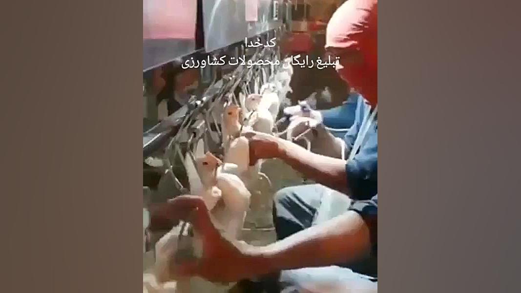 نحوه تزریق آمپول در یک مرغداری...