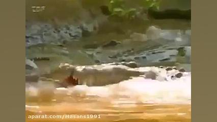 clipe khonin az shekare aho ta...