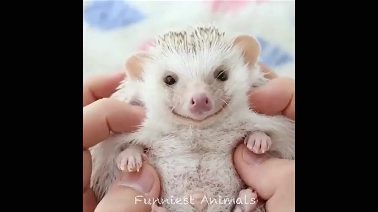 بچه حیوانات سوپر بامزه و خنده...