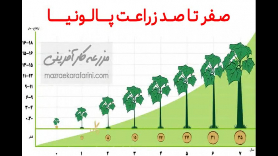 پالونیا از بذر تا چوب | خرید ن...