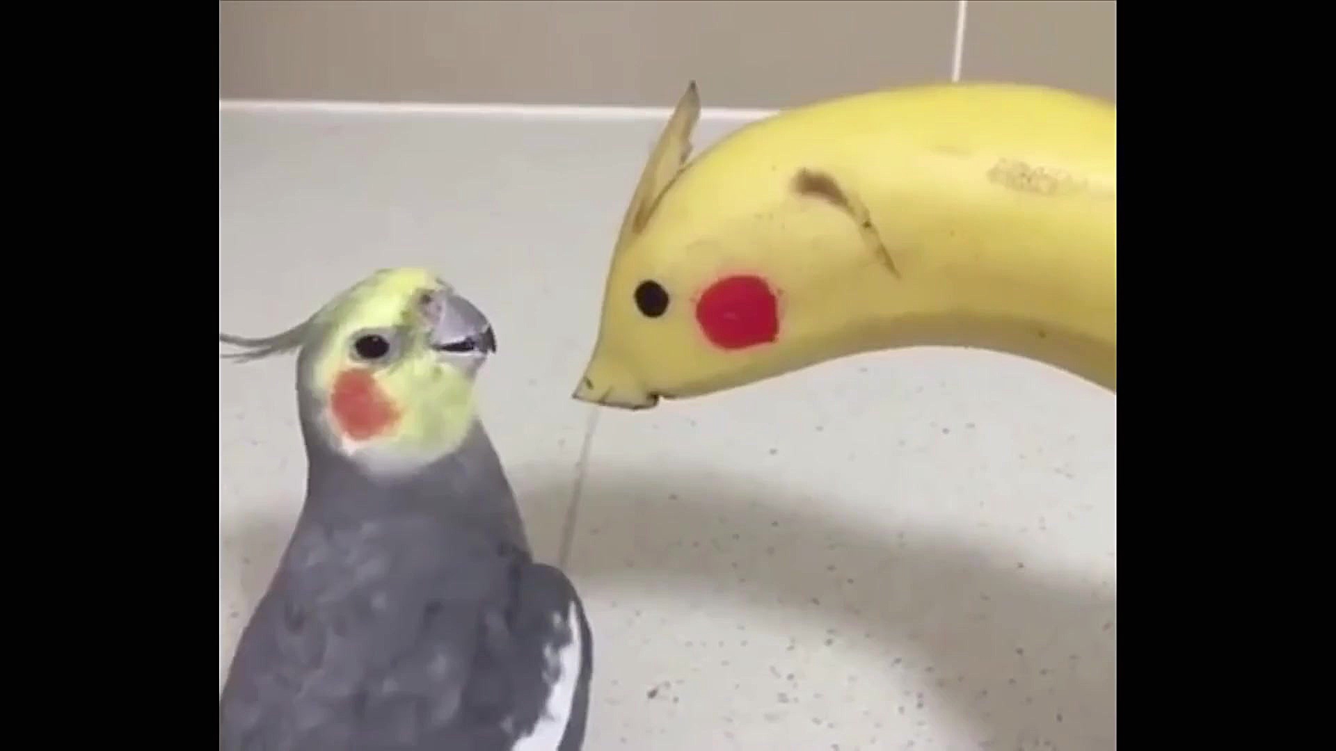 بچه حیوانات سوپر بامزه و خنده...