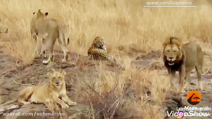 جدال شیر و پلنگ