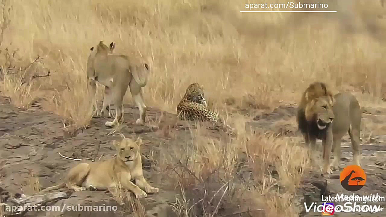 جدال شیر و پلنگ