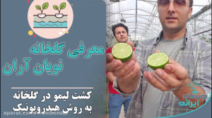 معرفی گلخانه نویان آران  کشت ل...