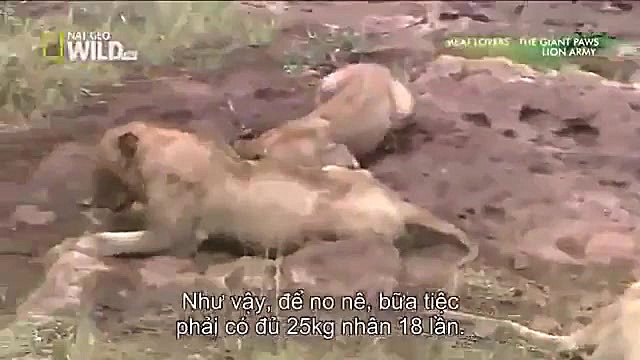 مستندحیات وحش کیفیت بالا