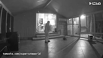 مچ گیری حیوانات خانگی در دوربی...