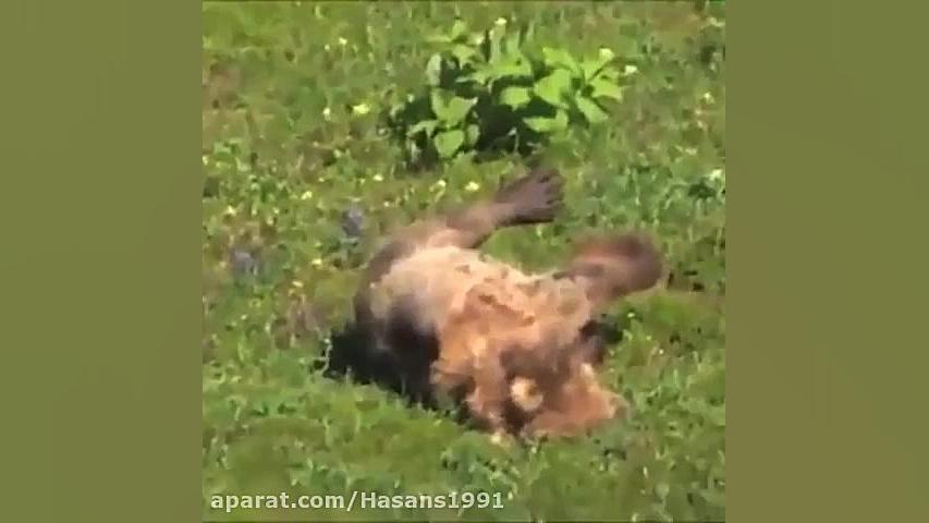 CLIPE AJIB AZ HAMLE GHALBI KHE...