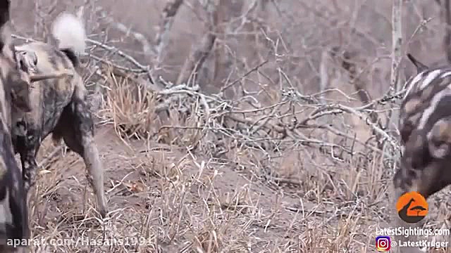 CLIPE DELKHARASH AZ KOSHTANE K...