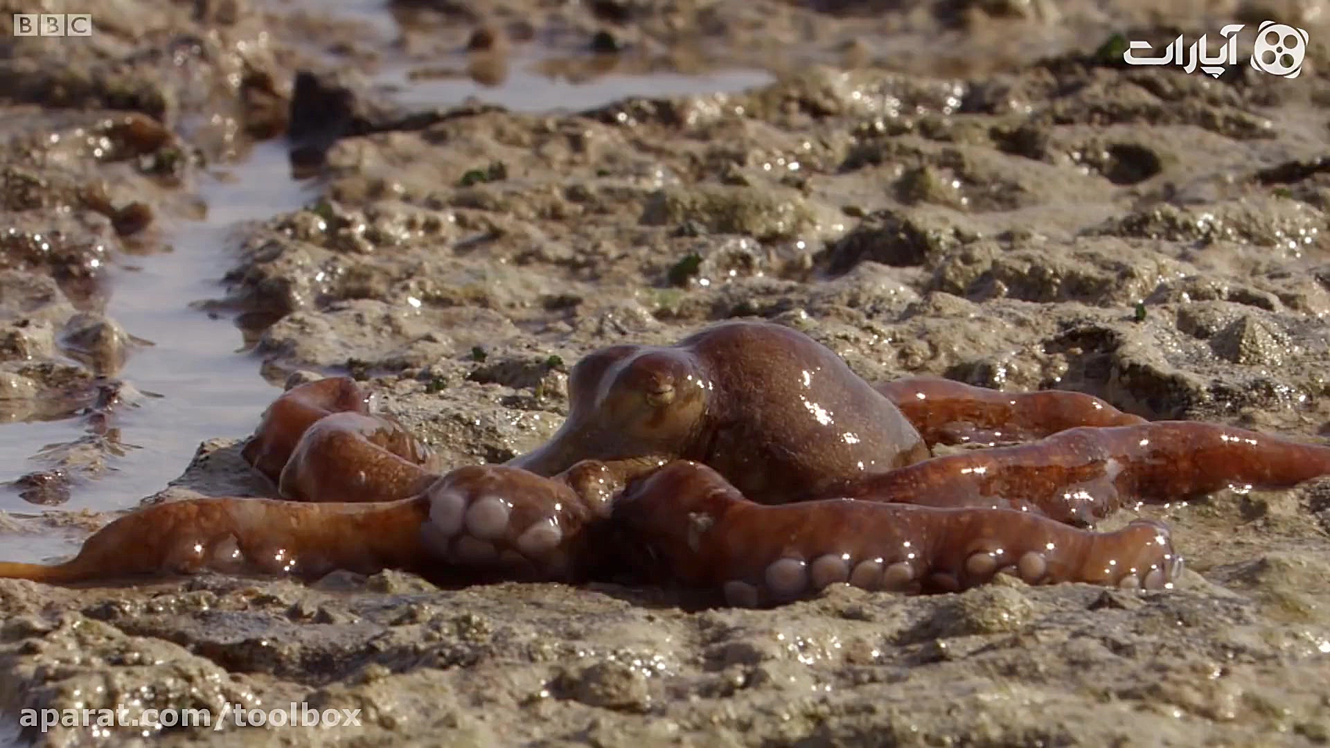 وقتی اختاپوس هوس قدم زدن می کن...