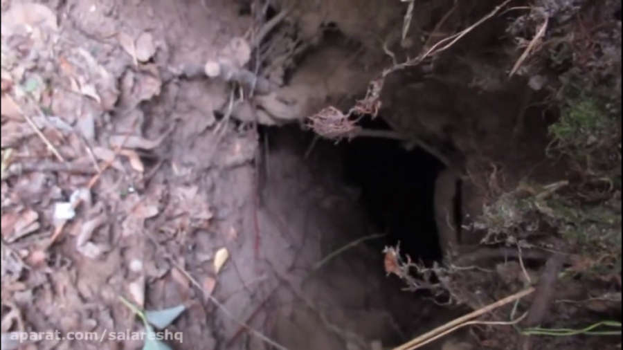 شکنجه سگ | نجات سگ زنده به گور...