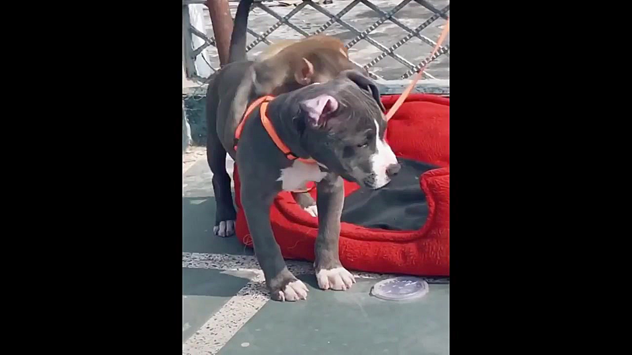 بچه حیوانات سوپر بامزه و خنده...