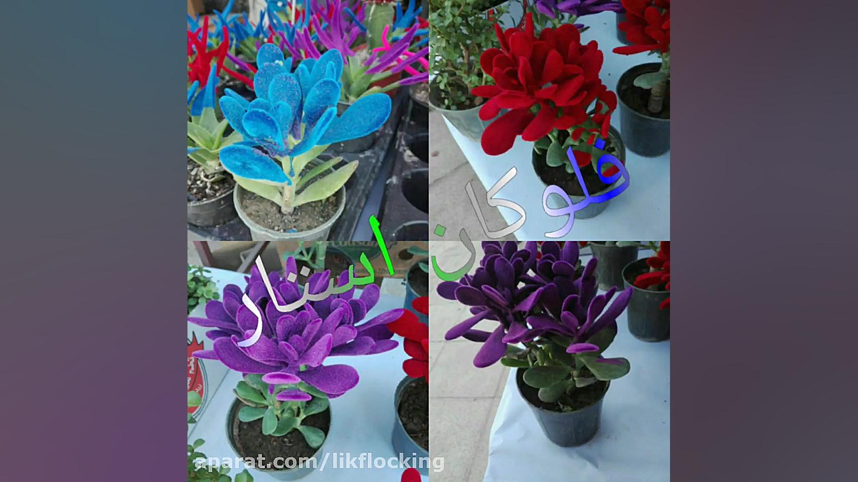 مخمل پاش  دستگاه مخمل پاش  پود...