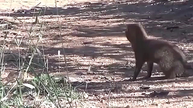 SHEKARE MAMBA SIAH TAVASOTE KH...