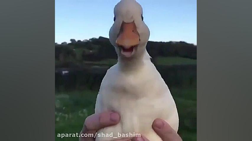 یه صدا گزاری عالی