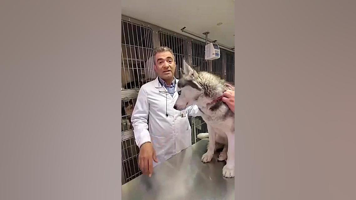 ویروس کرونا