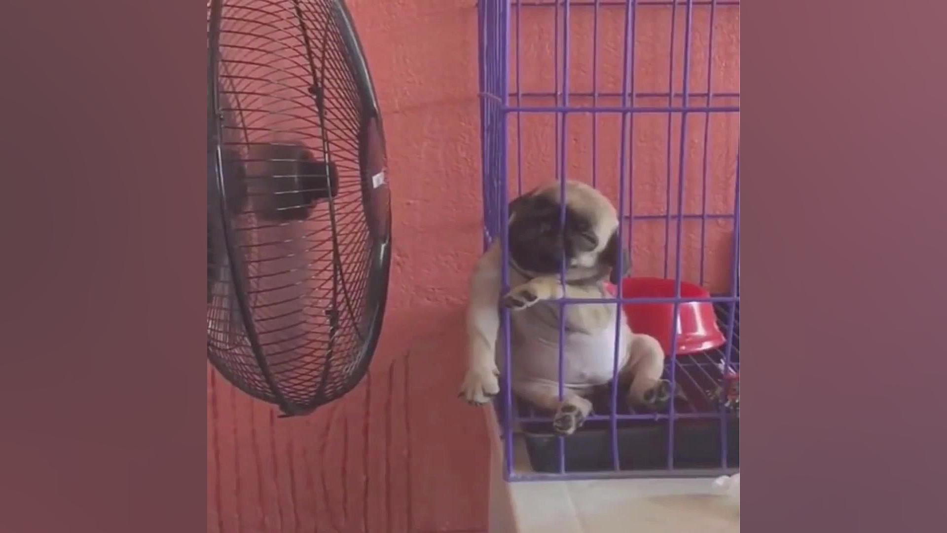 بچه حیوانات سوپر بامزه و خنده...