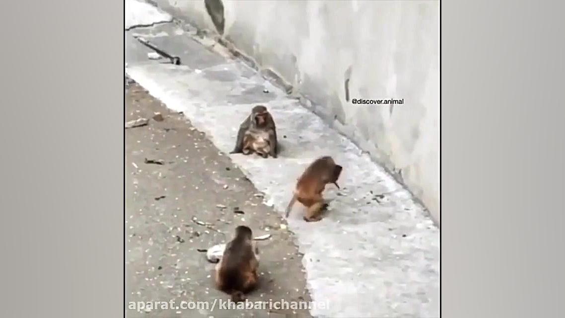 جواد خواجوی( میمون دایی )