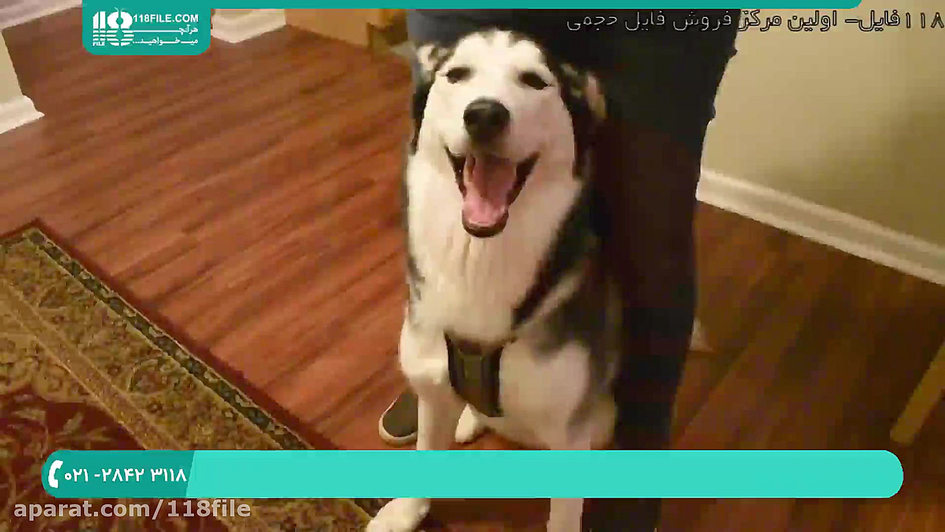 تربیت سگ ( روش صحیح قلاده بستن...