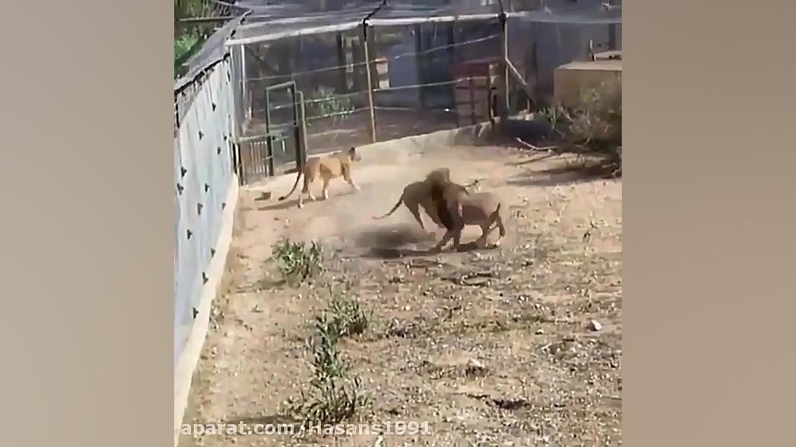 jange shirhaie nar barie joftg...