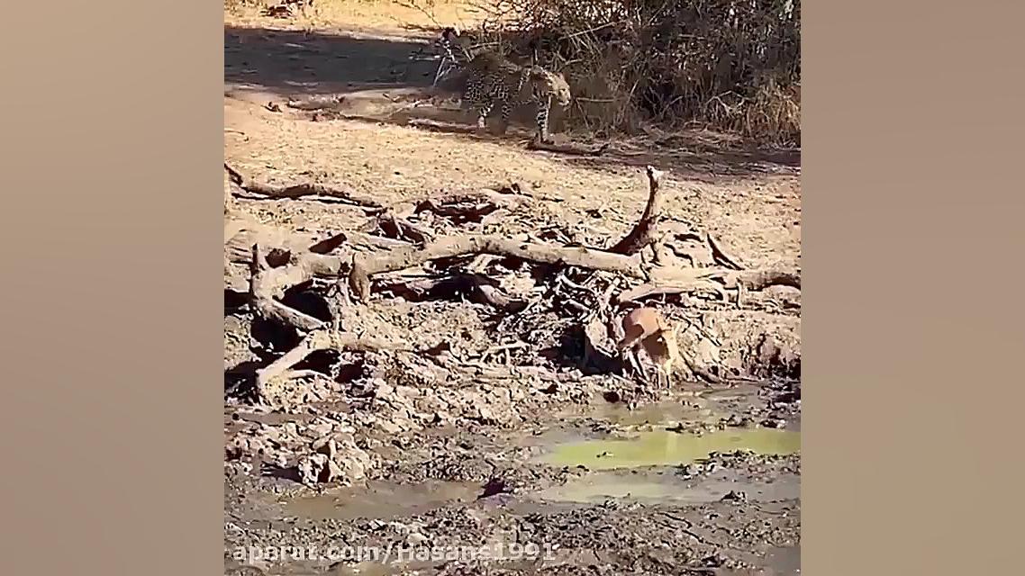 shekare bache aho tavasote pal...