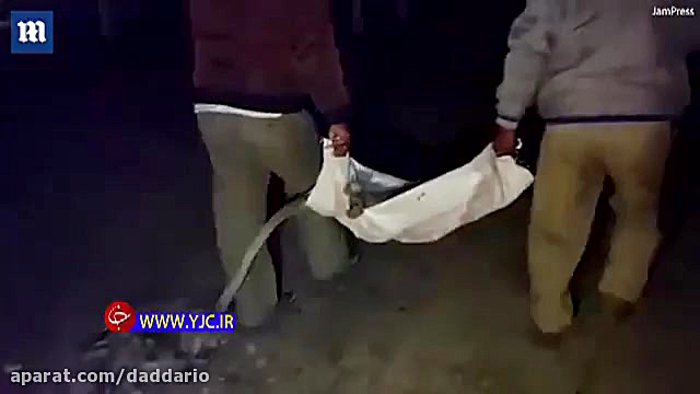 گریه&zwnj; بچه میمون بالای سر...