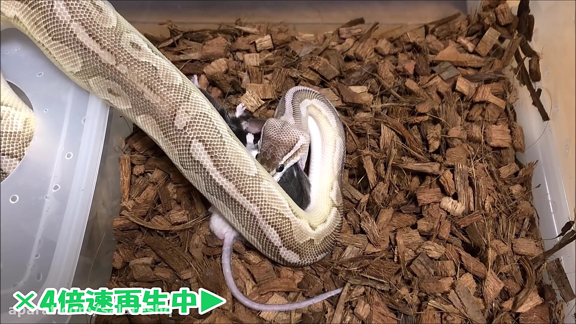 حرکت آهسته انداختن زیباترین مو...