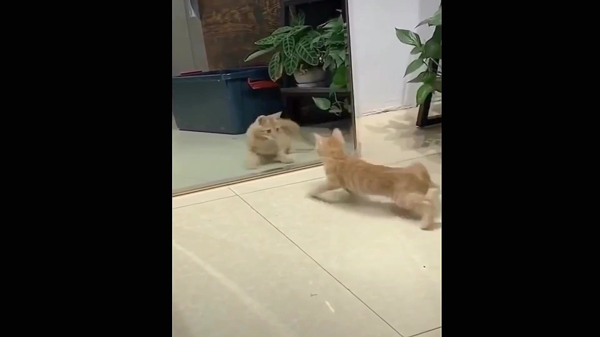 بچه حیوانات سوپر بامزه و خنده...