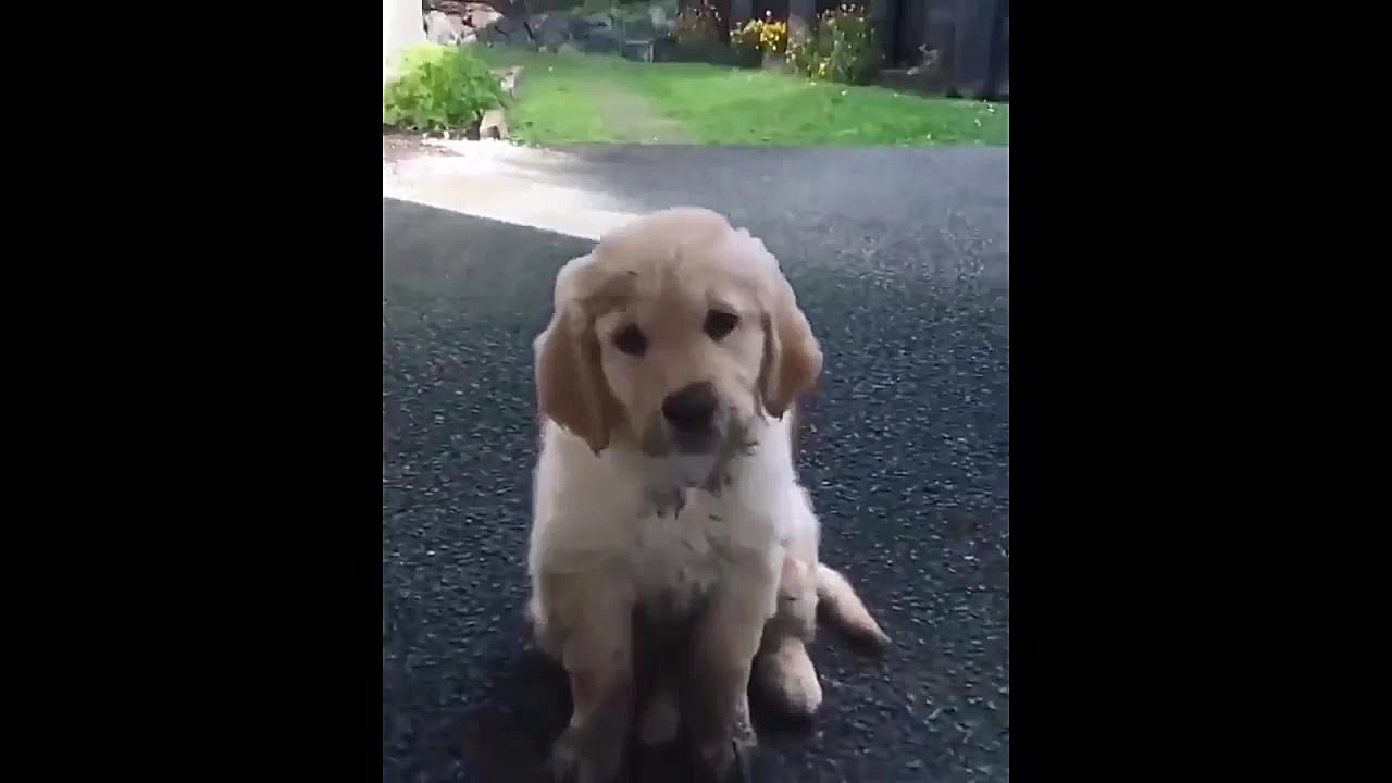 بچه حیوانات سوپر بامزه و خنده...