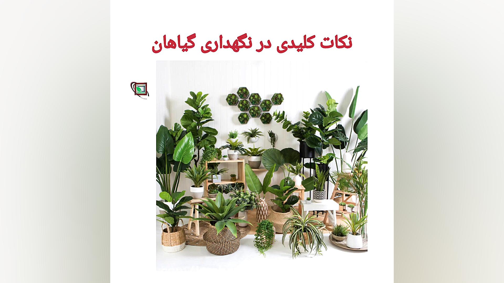 نکات کلیدی نگهداری از گیاهان آ...