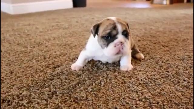 نی نی هاپوها میخوان راه رفتنو...