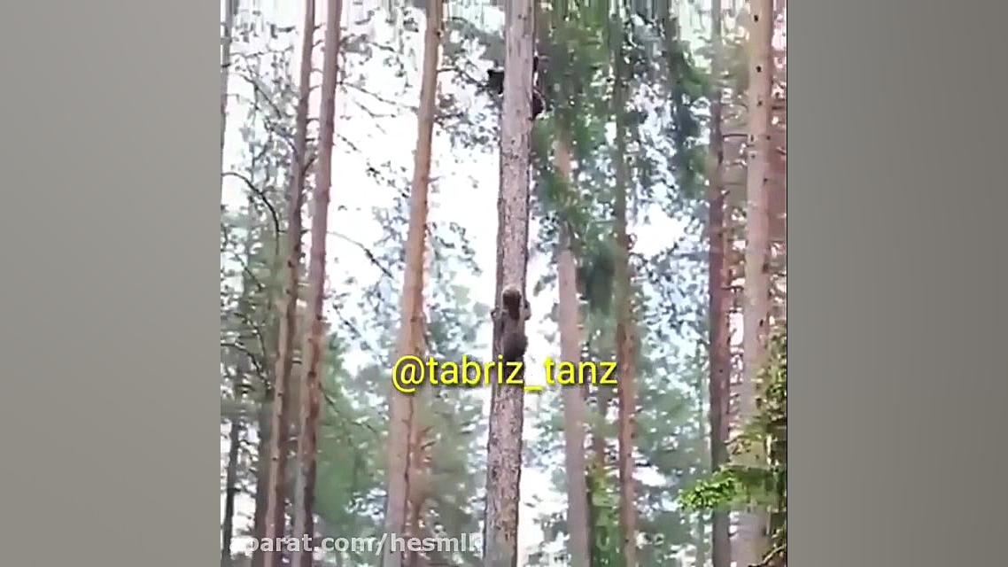 اختلاس بین حیوانات