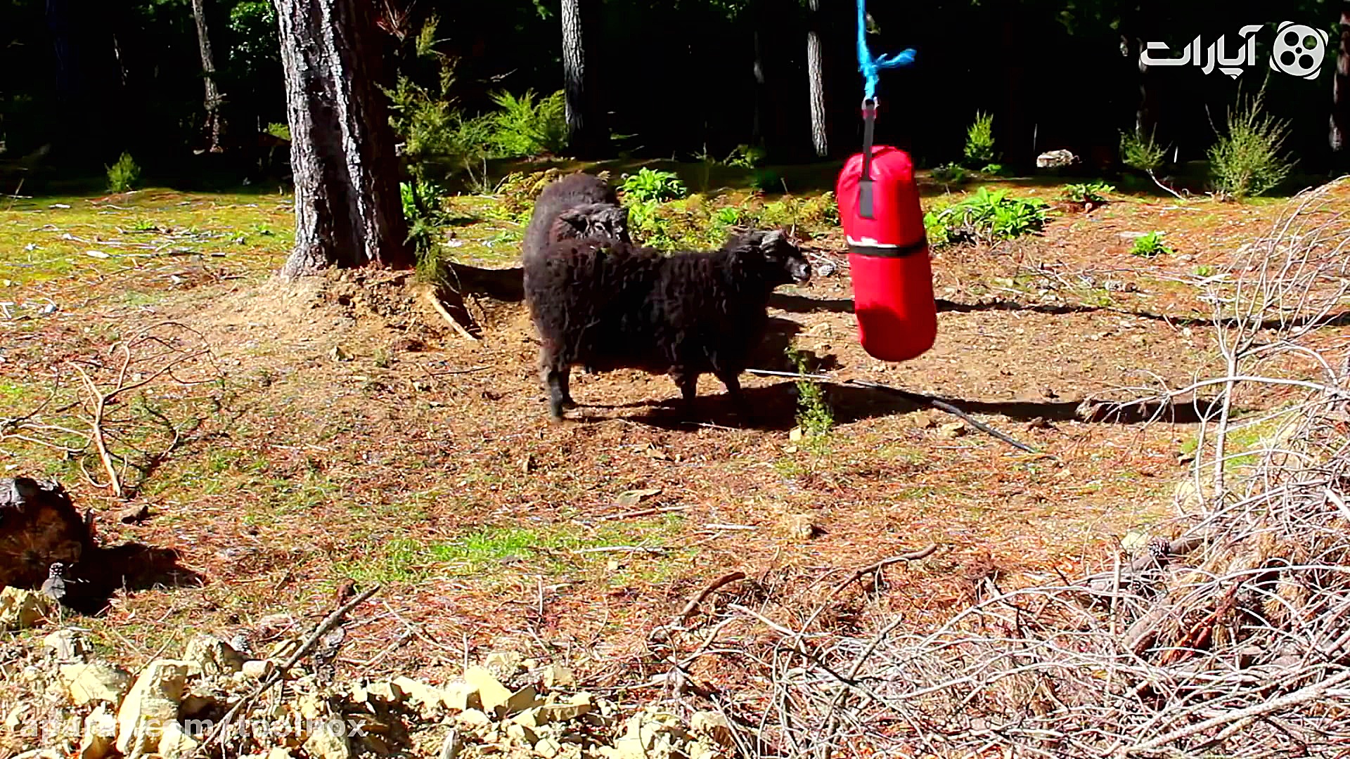 چه حیواناتی به بوکس علاقه دارن...