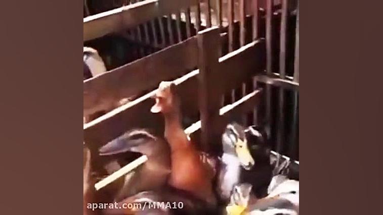 وقتي شوهر عمم جوك ميگه و خودشم...