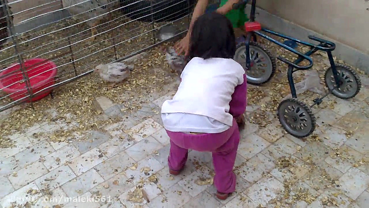 بازی با پرندگان خانگی قسمت (1)