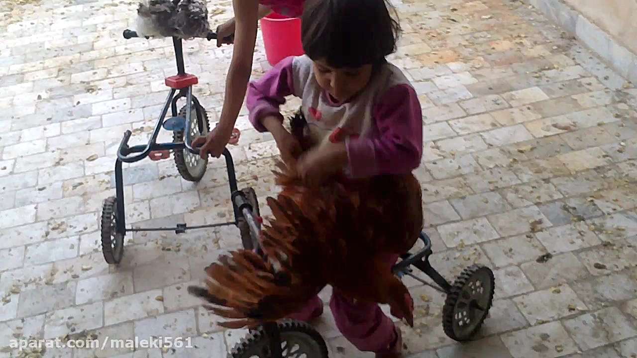 بازی با پرندگان خانگی قسمت (1)