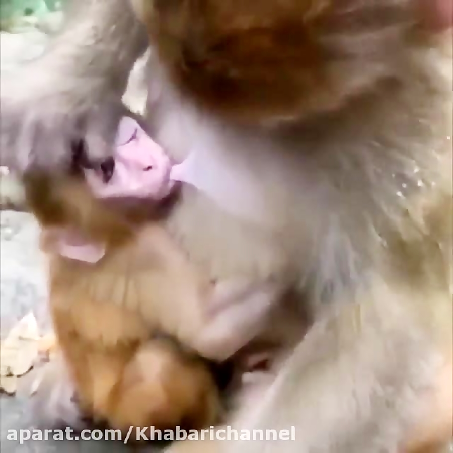 نه شیر خشک نه شیشه!شیر مامان ه...