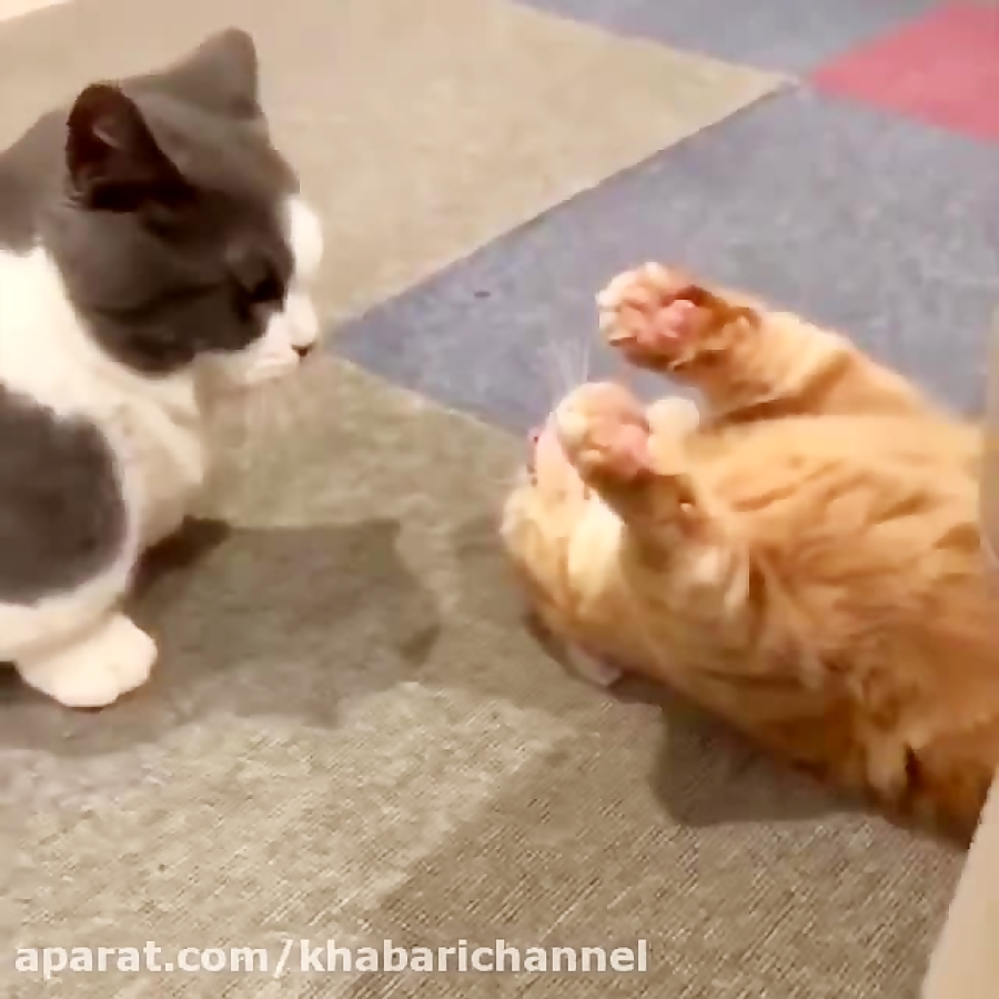 منتظره لاکاش خشک شه دوبله عالی...