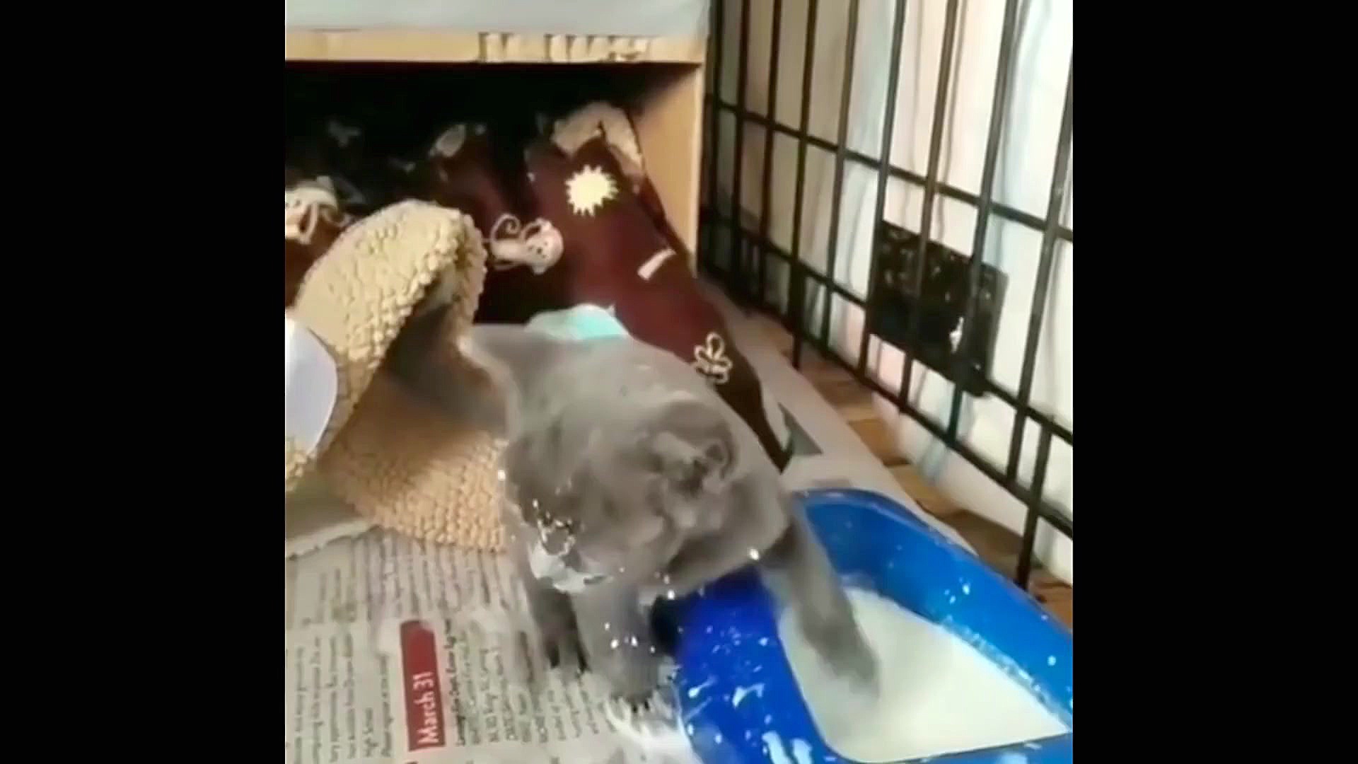 بچه حیوانات سوپر بامزه و خنده...